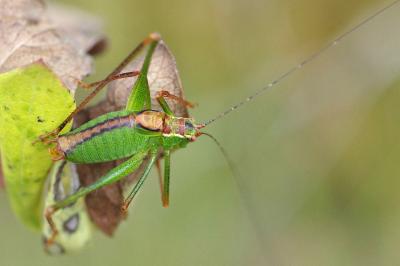 Leptophyes punctatissima