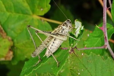 Tessellana tessellata