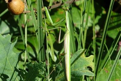 Mantis religiosa