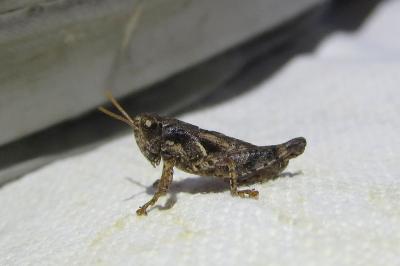 Pezotettix giornae
