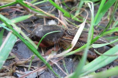 Gryllotalpa gryllotalpa