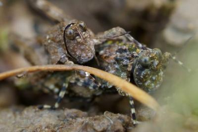 Tetrix ceperoi
