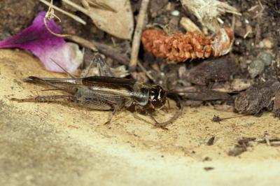 Eumodicogryllus bordigalensis
