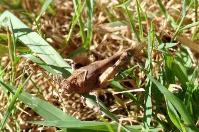 Oedipoda caerulescens