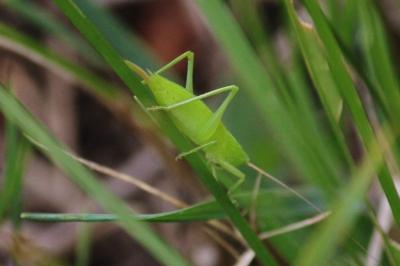Ruspolia nitidula