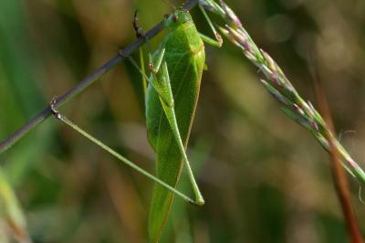 Phaneroptera falcata