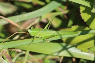 Ruspolia nitidula