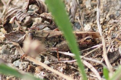 Calliptamus italicus