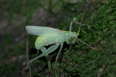 Meconema thalassinum