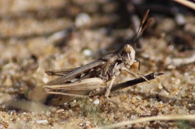 Calephorus compressicornis