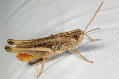 Stenobothrus stigmaticus
