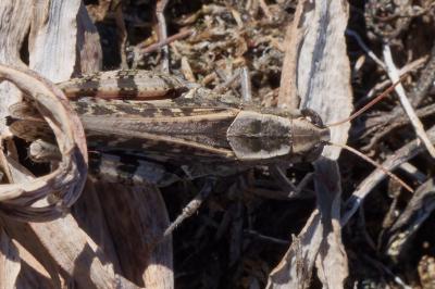 Calliptamus barbarus