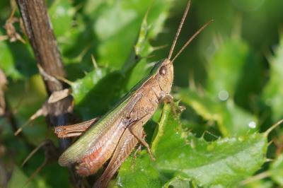 Chorthippus albomarginatus