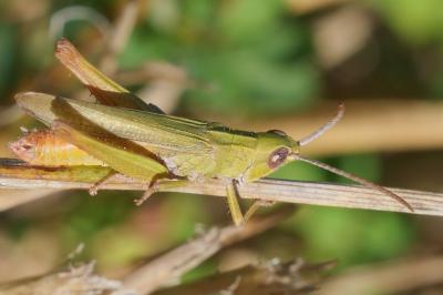 Chorthippus dorsatus