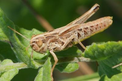Pseudochorthippus parallelus
