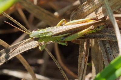 Stethophyma grossum