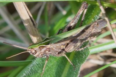 Omocestus rufipes
