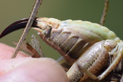 Platycleis albopunctata
