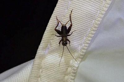 Nemobius sylvestris