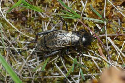 Gryllus campestris
