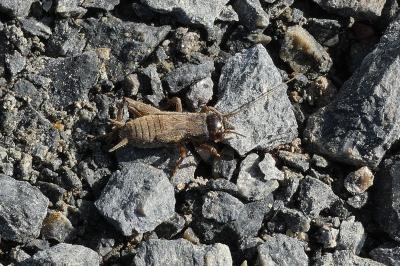Eumodicogryllus bordigalensis