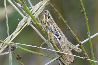 Euchorthippus declivus