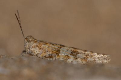 Sphingonotus caerulans