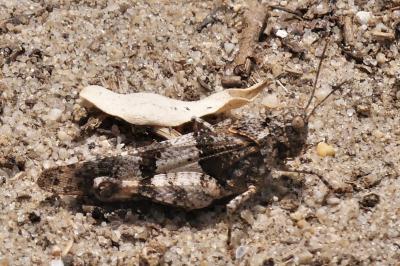 Oedipoda caerulescens