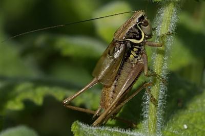 Roeseliana roeselii