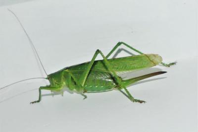 Tettigonia viridissima