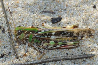 Oedaleus decorus