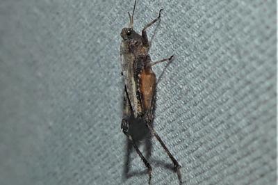 Tetrix undulata