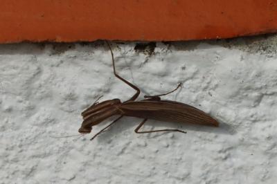 Mantis religiosa