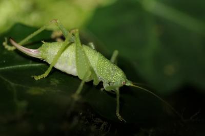 Cyrtaspis scutata