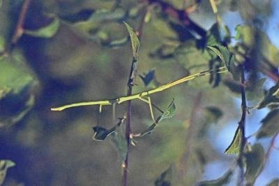Clonopsis gallica