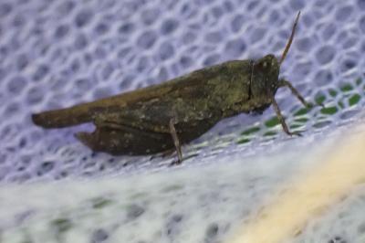 Tetrix subulata