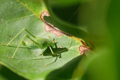 Phaneroptera nana