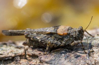 Paratettix meridionalis