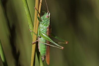 Conocephalus fuscus