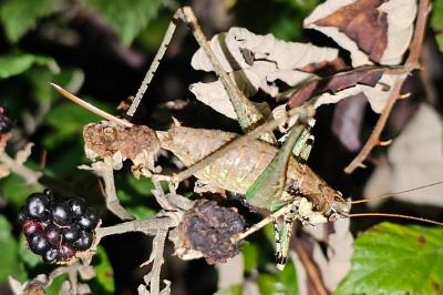 Rhacocleis annulata