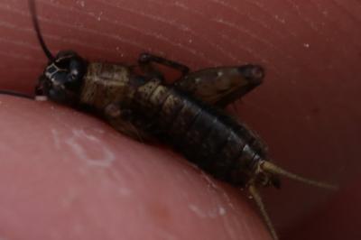 Nemobius sylvestris