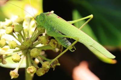 Phaneroptera nana