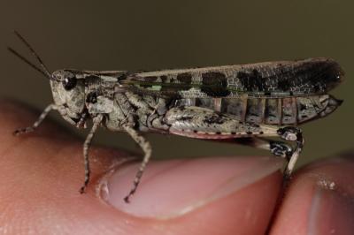 Aiolopus thalassinus