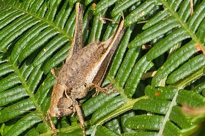 Pholidoptera griseoaptera