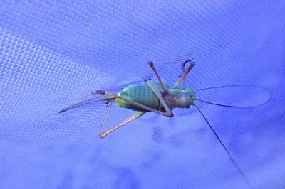 Ephippiger diurnus