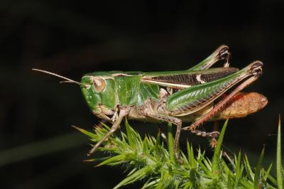 Stenobothrus lineatus