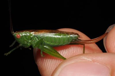 Conocephalus dorsalis