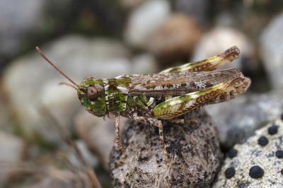 Myrmeleotettix maculatus