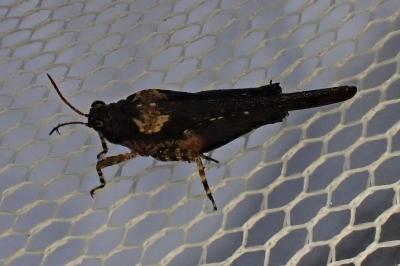 <i>Tetrix ceperoi</i>