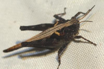 <i>Tetrix ceperoi</i>